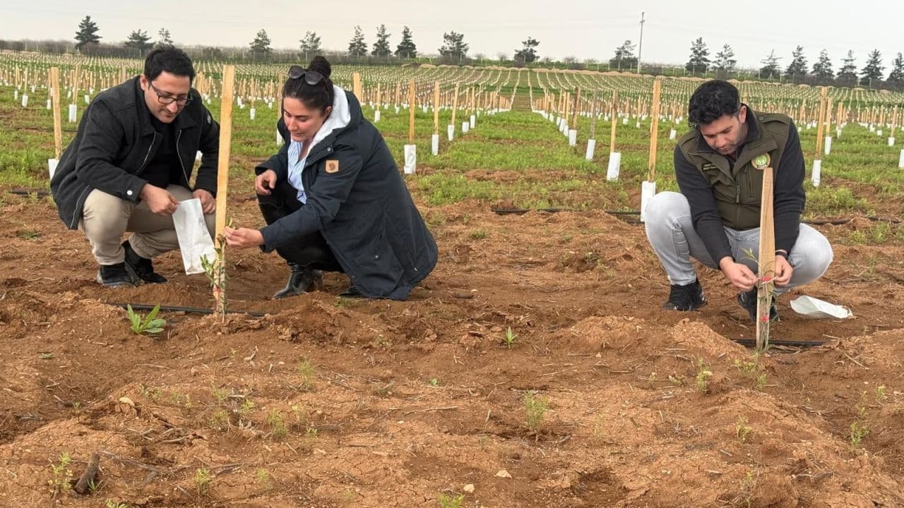 Kamu ve üniversiteden Ceylanpınar'da dev zeytin plantasyonu: Binlerce fidan dikildi