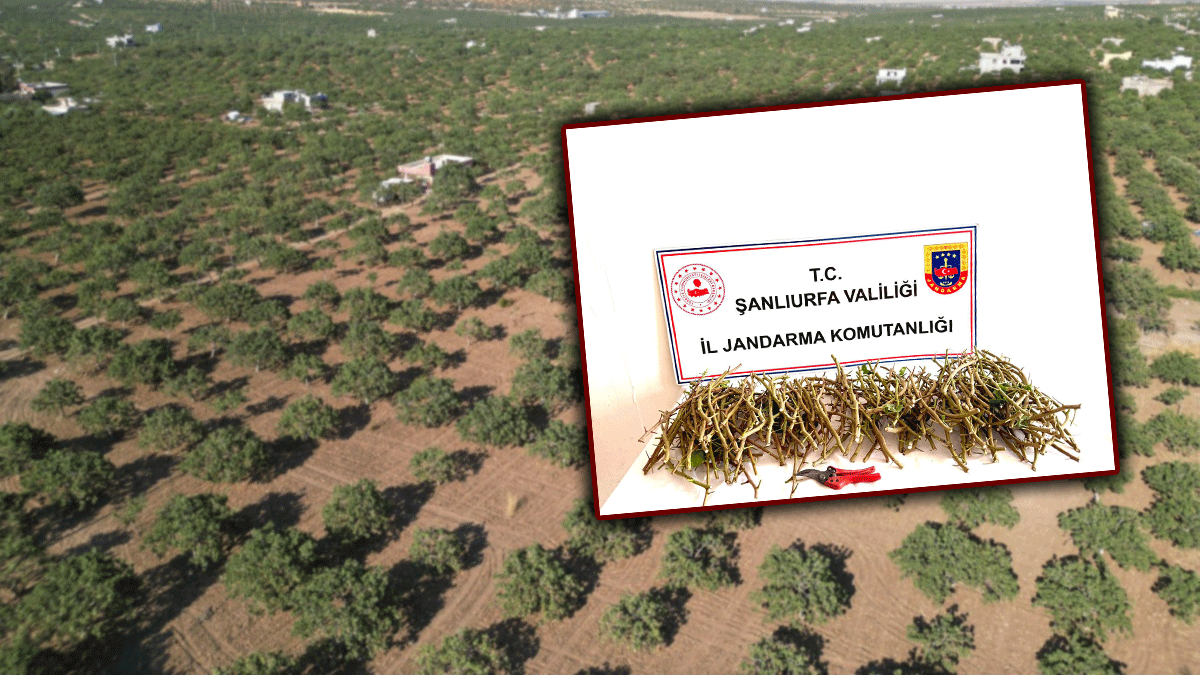 Şanlıurfa'da 3 kişi fıstık bahçesinde suçüstü yakalandı